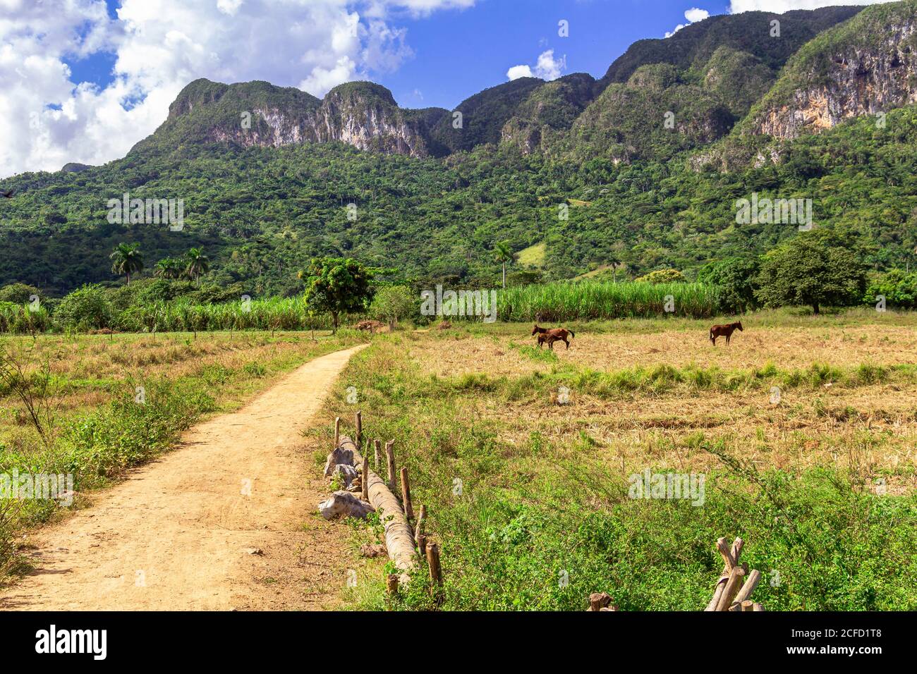 Paysage sur le sentier de randonnée 'Los Aquaticos' dans la vallée de Vinales ('Valle de Vinales'), province de Pinar del Rio, Cuba Banque D'Images