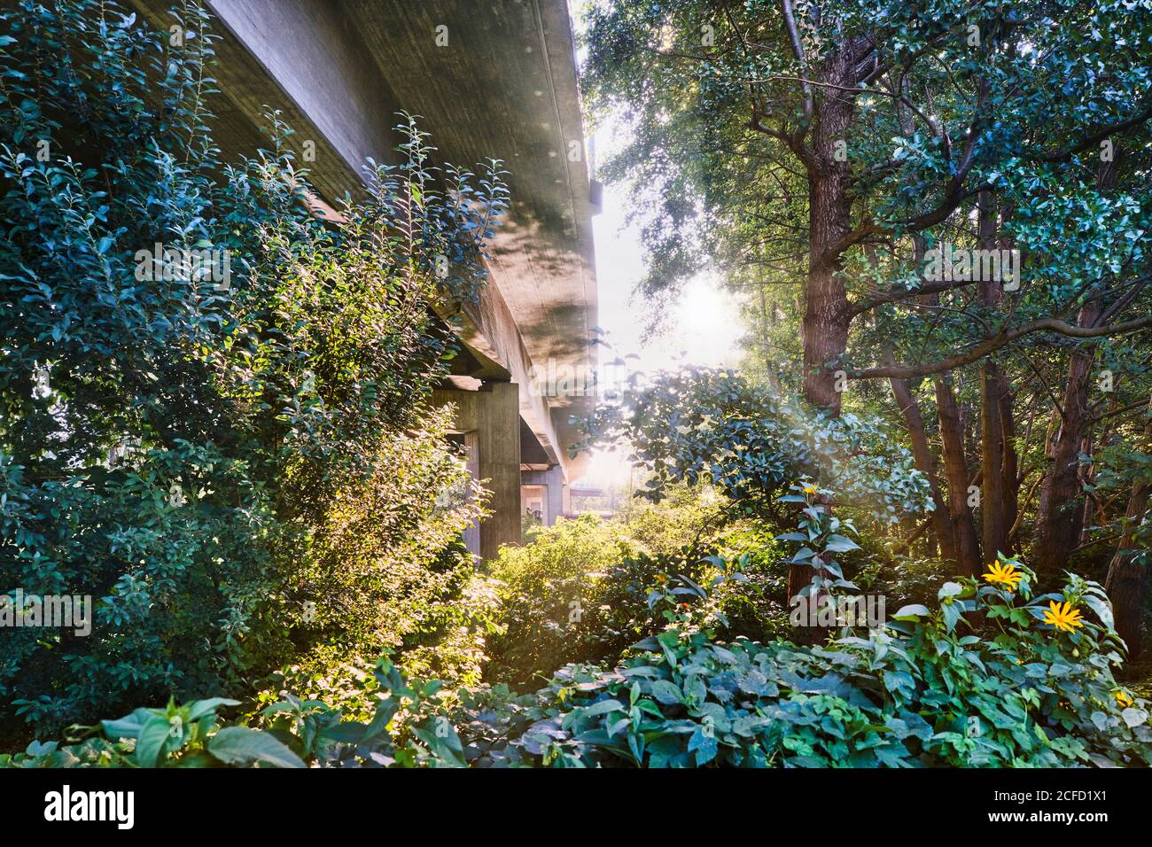 Architecture, technologie et nature, sous un pont, superstructure contre la lumière, pont en béton dépasse de la végétation, spot lumineux Banque D'Images