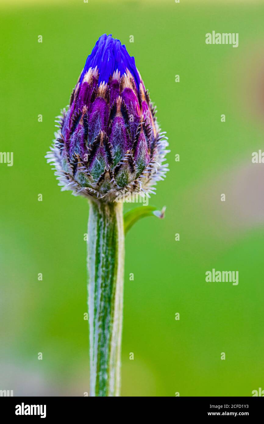 Bouton de la fleur de maïs, Centaurea cyanus, gros plan Banque D'Images
