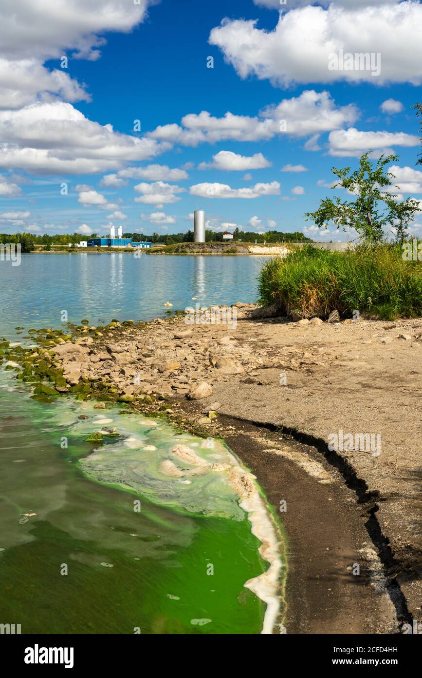 Les algues vertes fleurissent le long de la rive du lac Minneasta, près de Morden, au Manitoba, au Canada. Banque D'Images