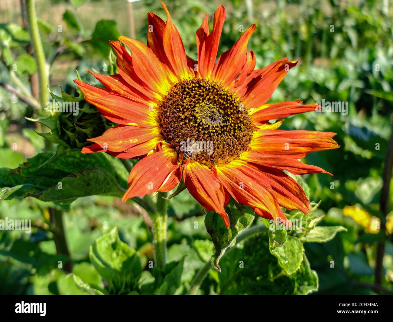 Tournesol 'Little Becka' (Helianthus annuus) dans le jardin, portrait Banque D'Images