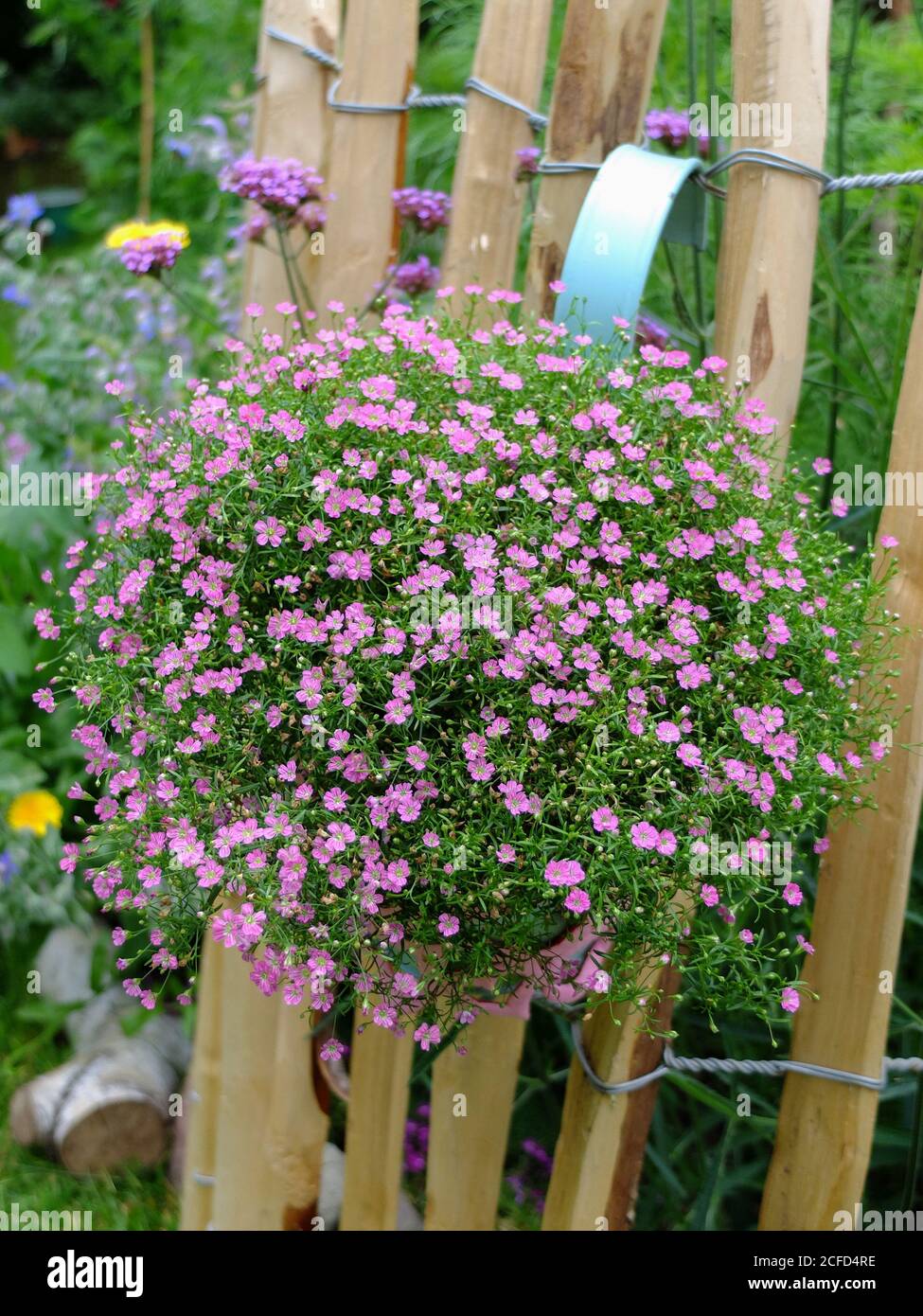 Gypsophila 'rosea' (Gypsophila repens) dans un pot décoratif sur la clôture  Photo Stock - Alamy