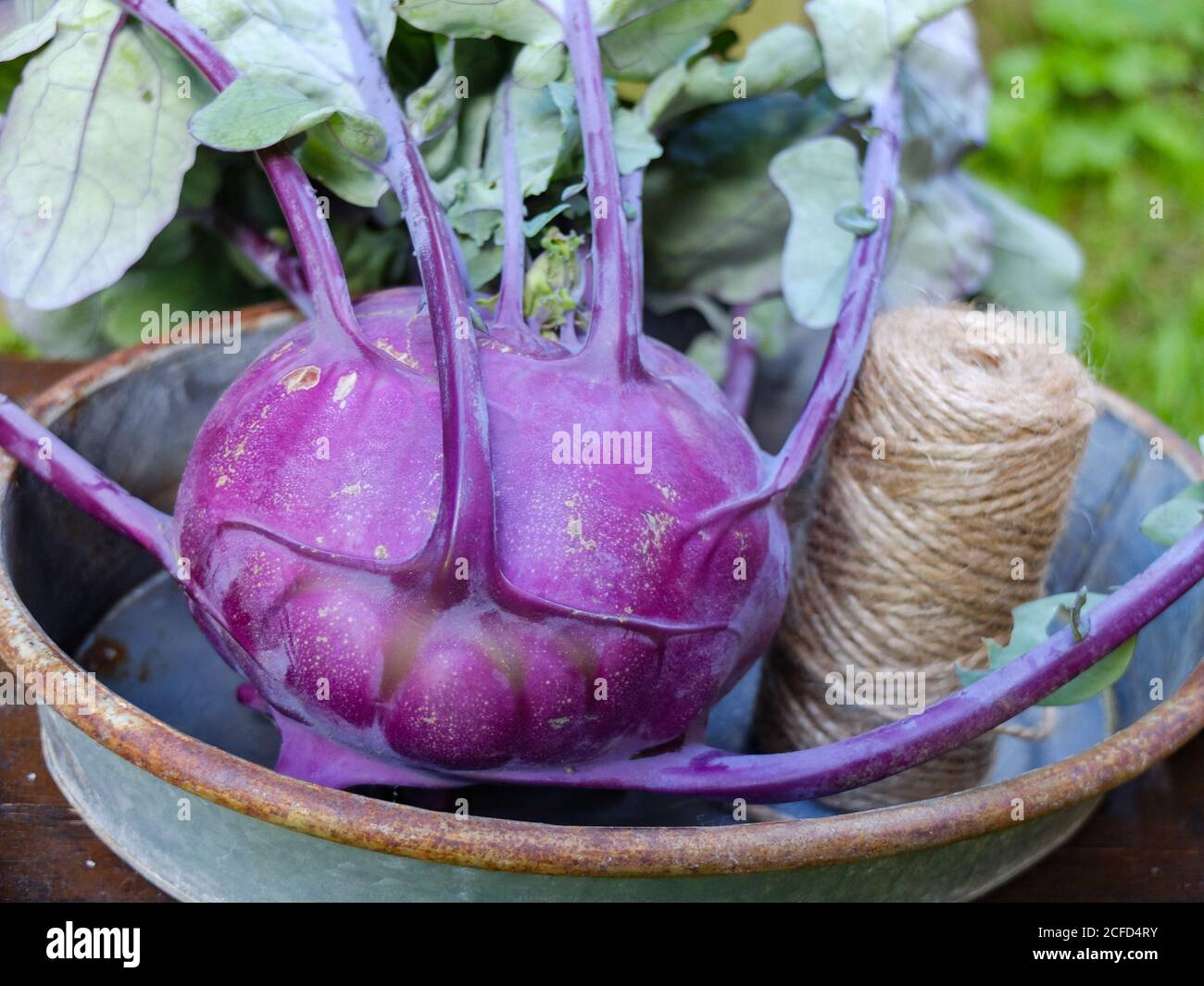 Chou-rave pourpre 'colibri' (Brassica oleracea var. Gongylodes) dans un bol Banque D'Images