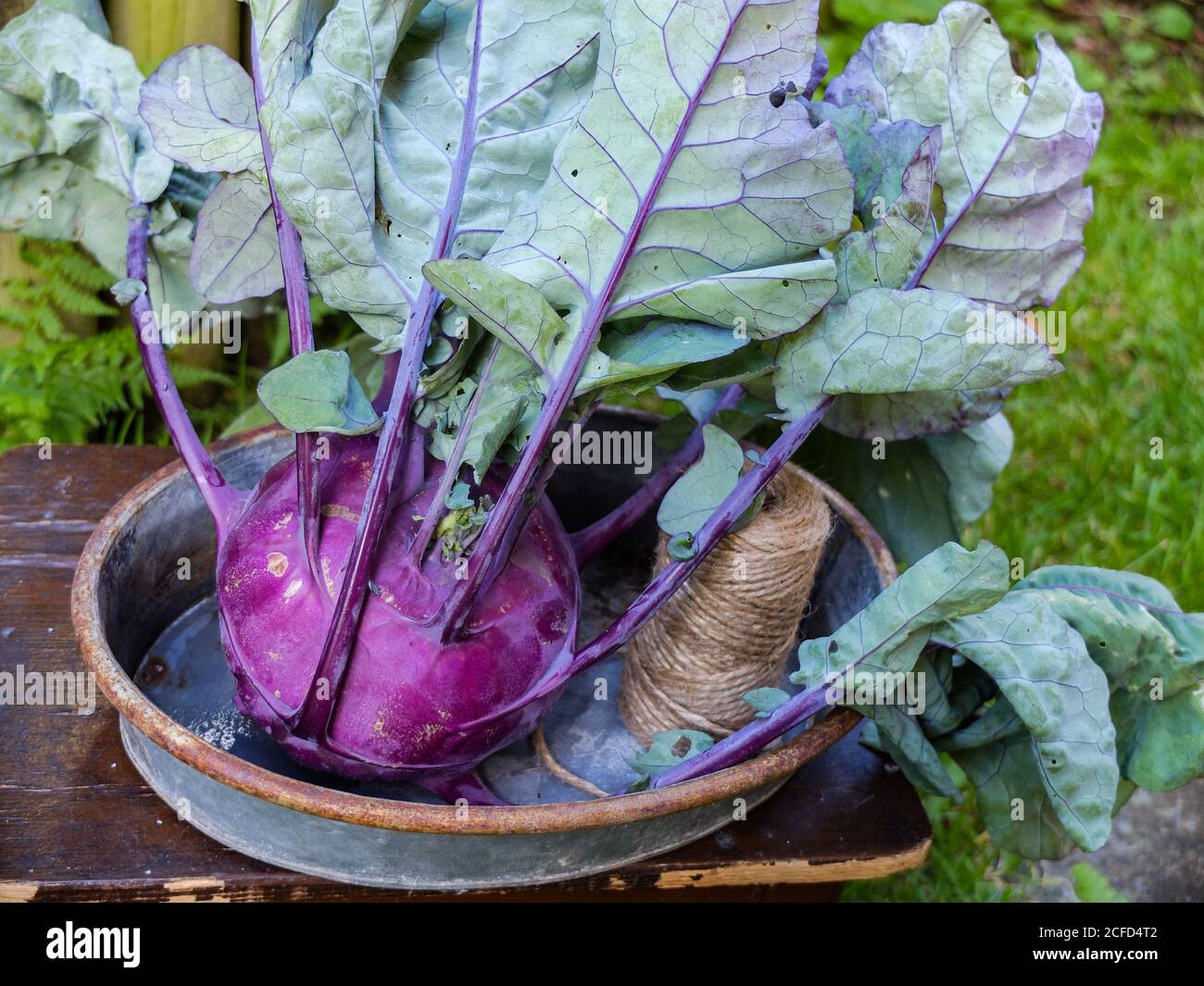 Chou-rave pourpre 'colibri' (Brassica oleracea var. Gongylodes) dans un bol Banque D'Images
