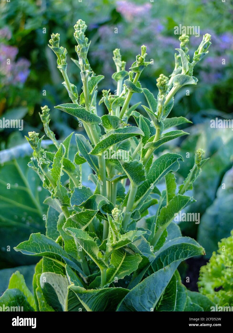 Salade (Lactuca sativa) dans la fleur Banque D'Images