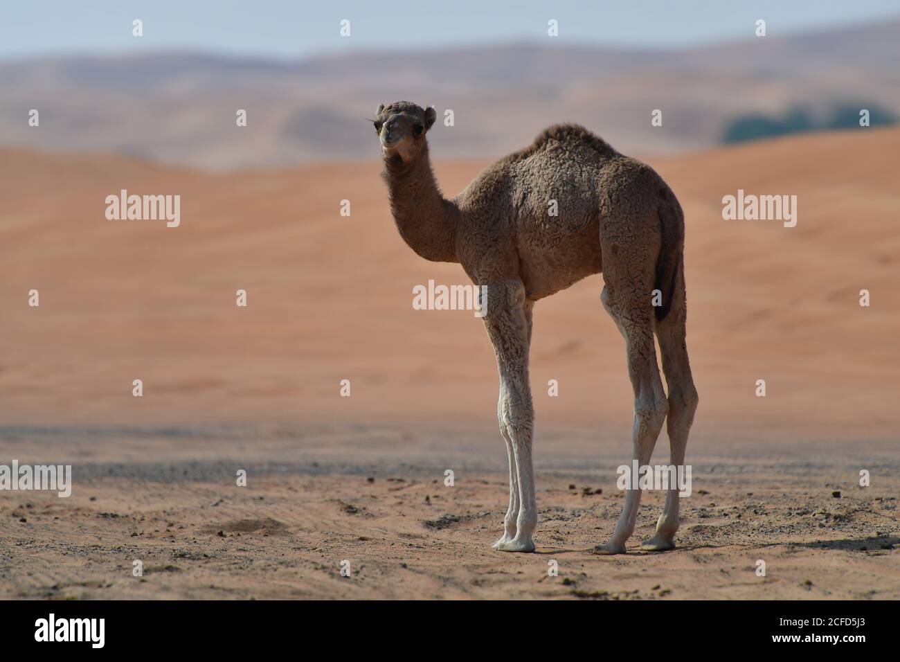Bebe Chameau Mignon Banque D Image Et Photos Alamy