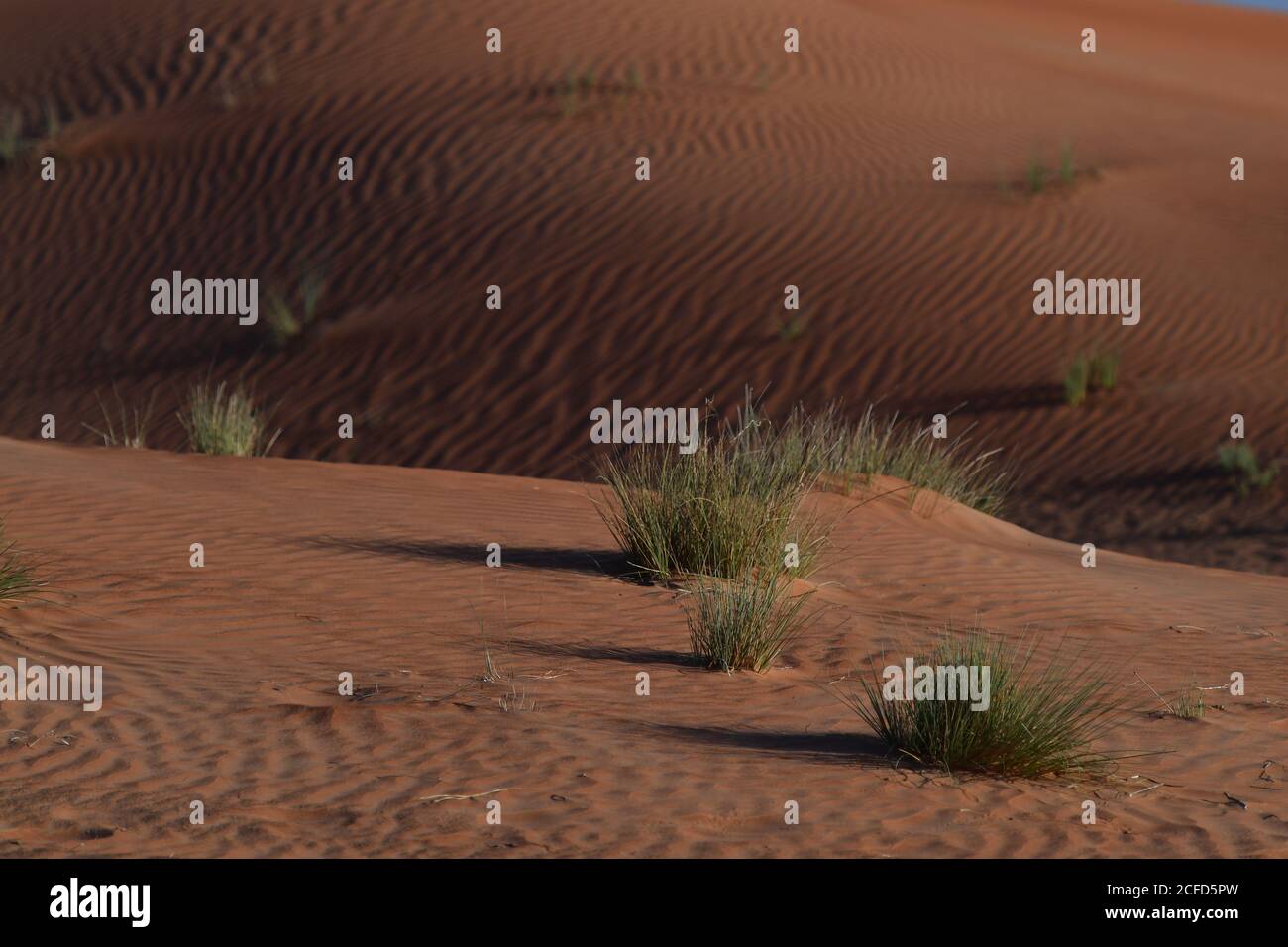 Les dunes de sable du désert de la péninsule arabe, exposant les différentes espèces de plantes environnementales qui peuvent prospérer dans les vents mouvants des paysages désertiques. Banque D'Images