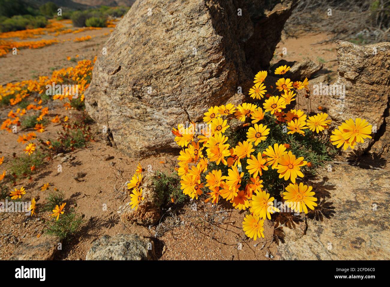 Pâquerettes namaqualand colorées (Dimorphotheca sinuata) dans le paysage rocheux, Afrique du Sud Banque D'Images