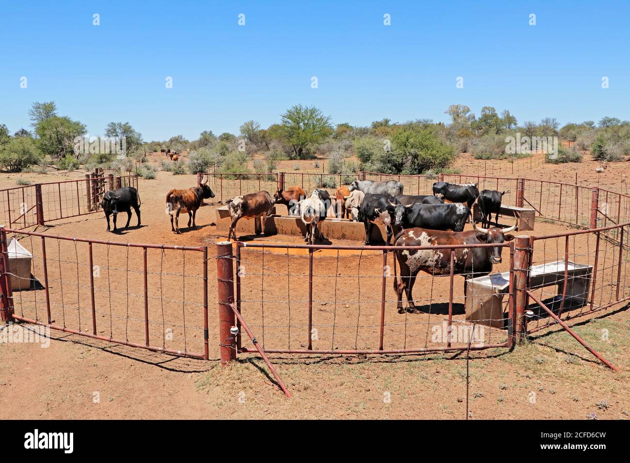 Élevage de bétail nguni en liberté, qui se rassemble à un point d'eau dans une ferme rurale, en Afrique du Sud Banque D'Images