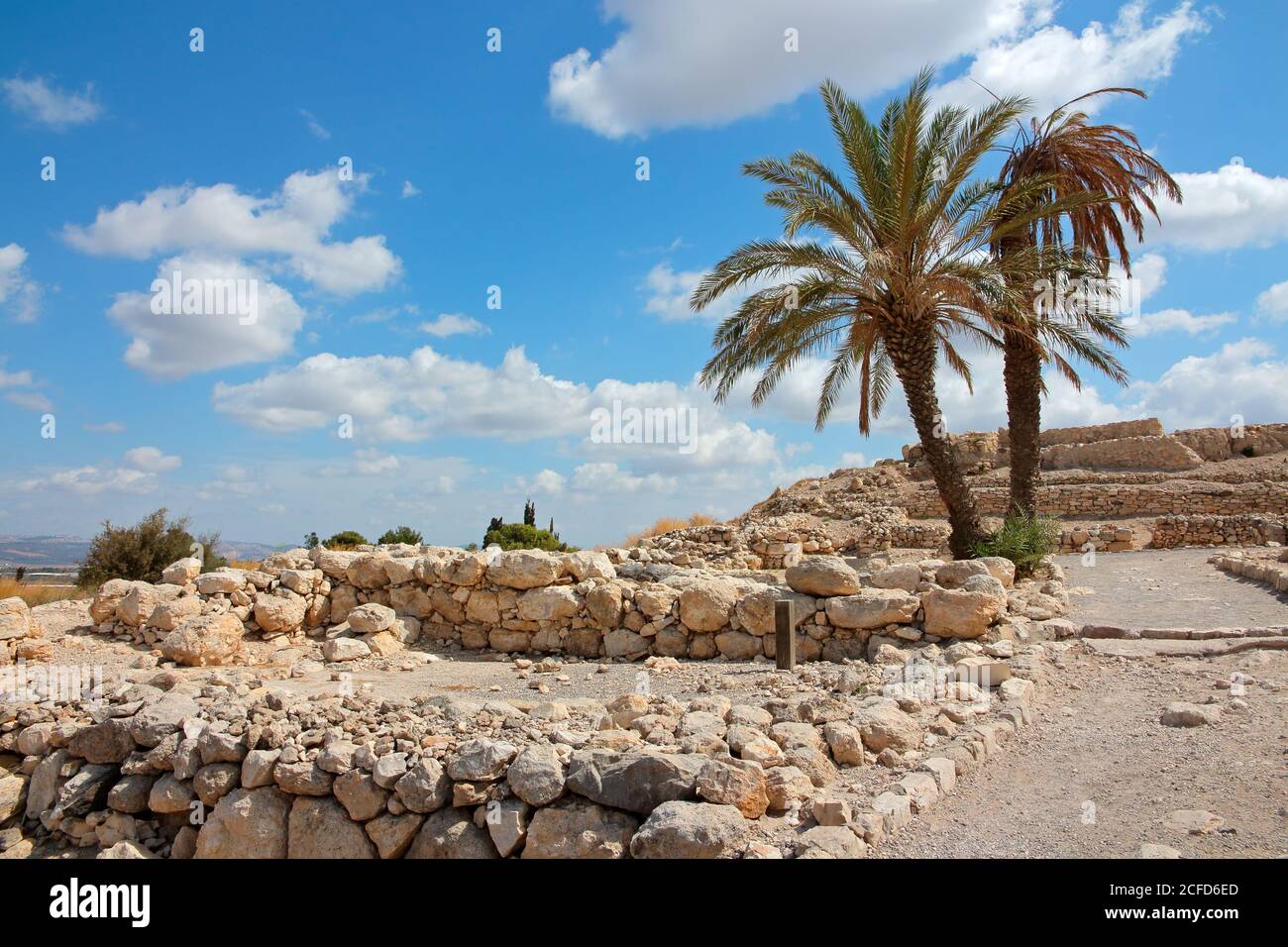 Palmiers au parc national de Megiddo - un site classé au patrimoine mondial de l'UNESCO, dans le nord d'Israël Banque D'Images