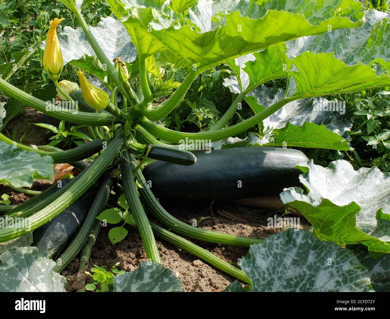 Courgettes 'Beauté noire' avec fleurs et fruits dans le lit Banque D'Images