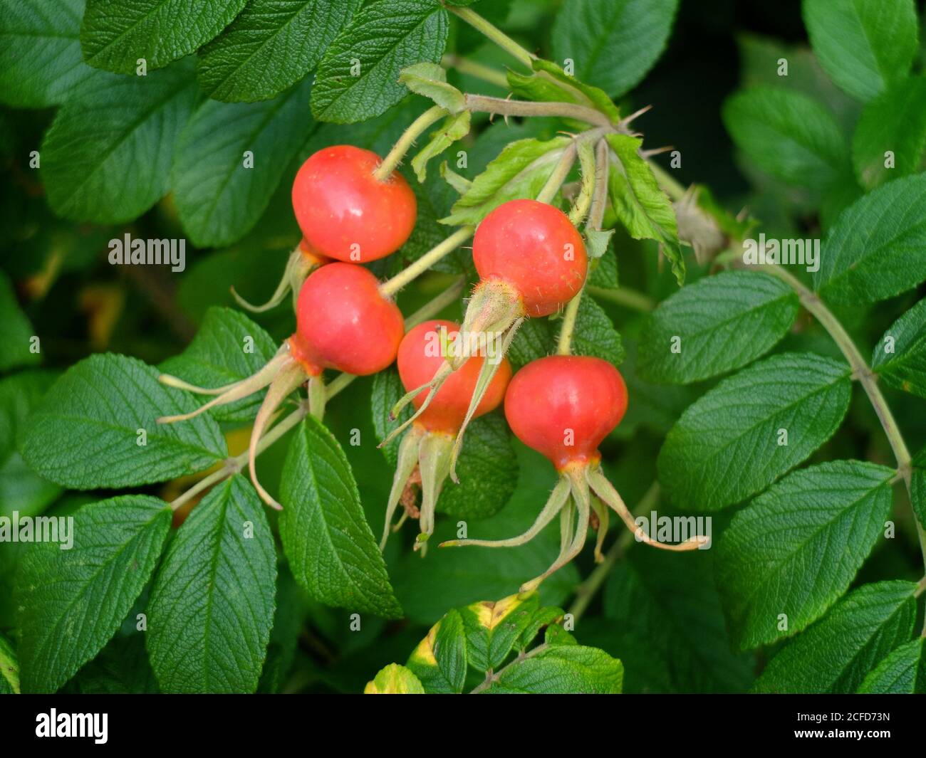 Fruits rouges de la rose de la pomme de terre (Rosa rugosa), également appelée hanche rose, sur la brousse Banque D'Images