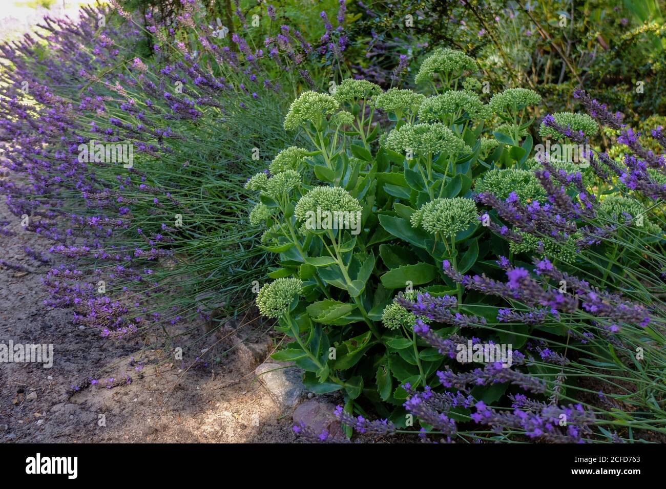 Fleur blanche, grande stonecrop 'Iceberg' (Sedum spectabile) avec la lavande comme plante frontière Banque D'Images