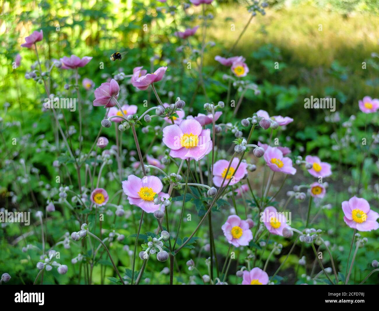 Anemone d'automne rose 'charme septeme' (Anemone hupehensis) Banque D'Images