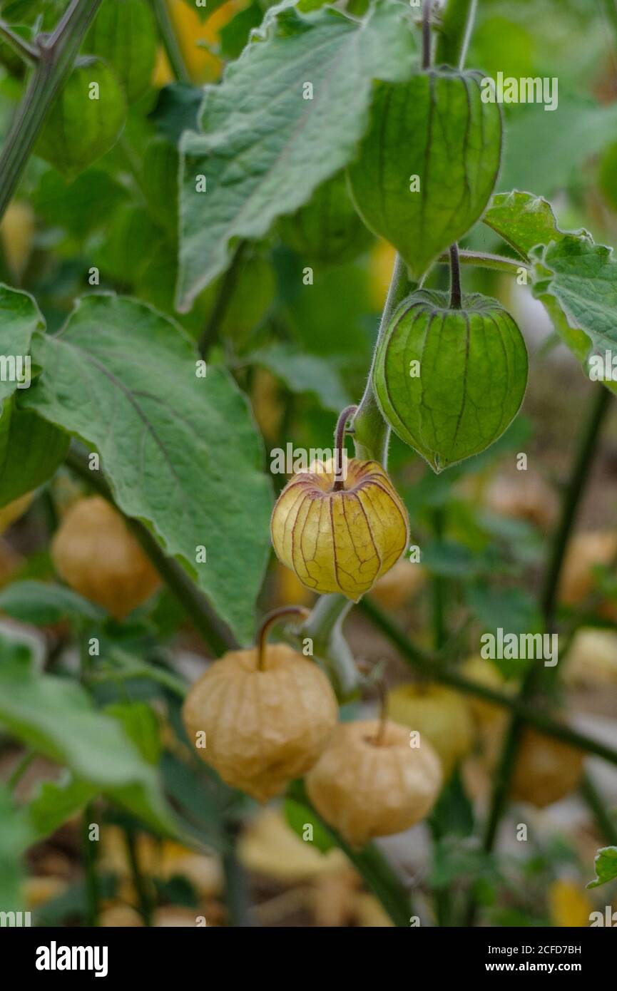 Physalis peruviana, 'baie andine péruvienne' dans le jardin Banque D'Images