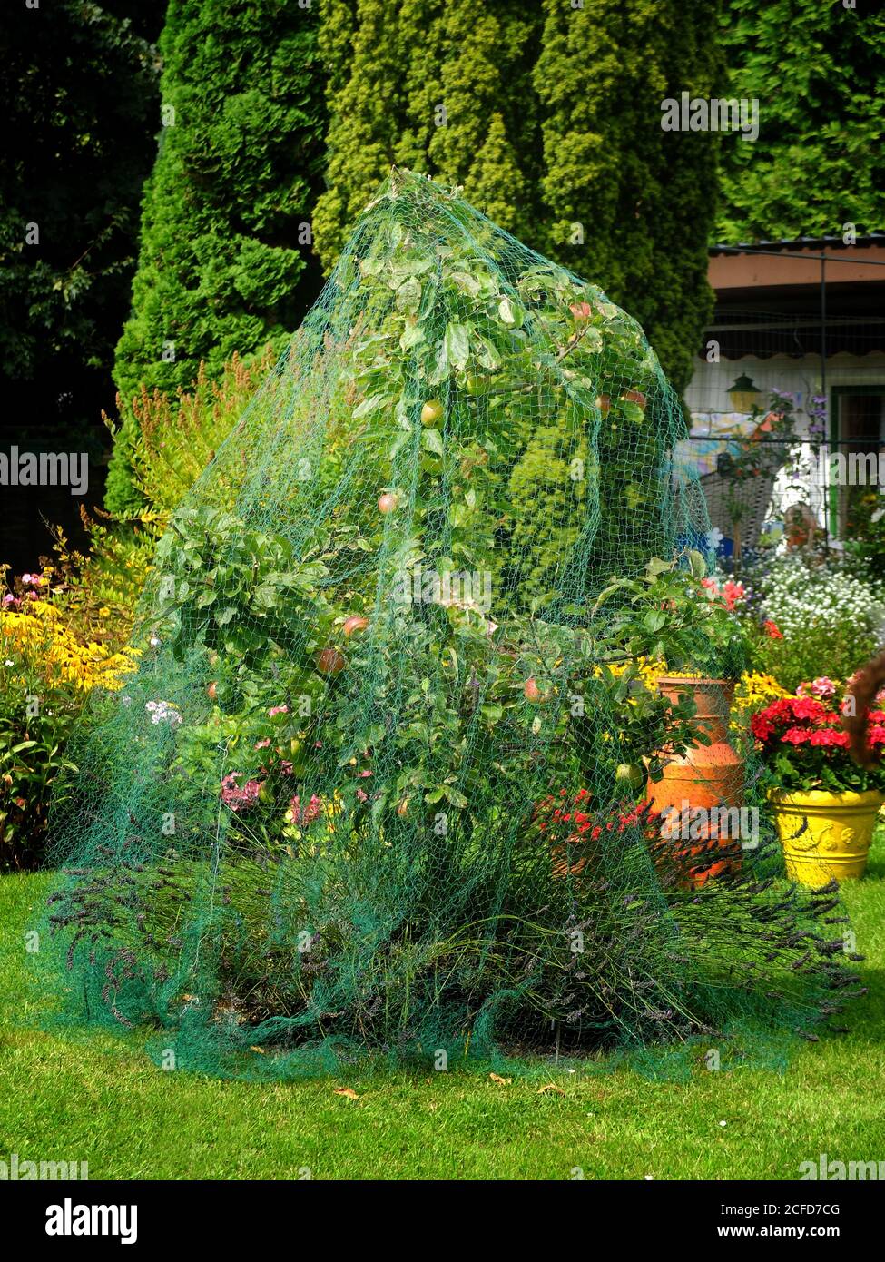Arbre de pomme recouvert de filet comme protection contre l'alimentation des oiseaux Banque D'Images