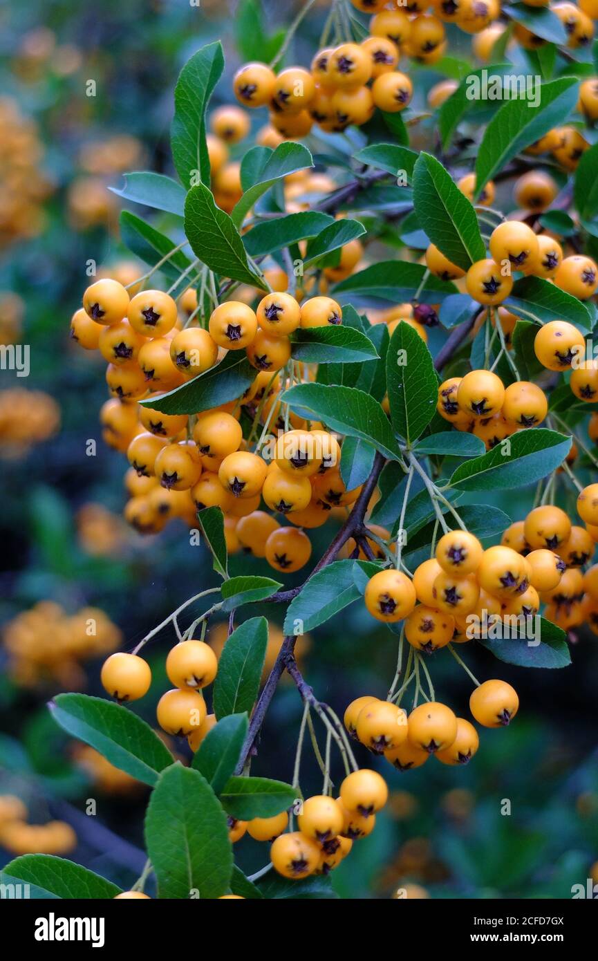 Firethorn 'Orange Charmer' (hybride Pyracantha) en automne Banque D'Images