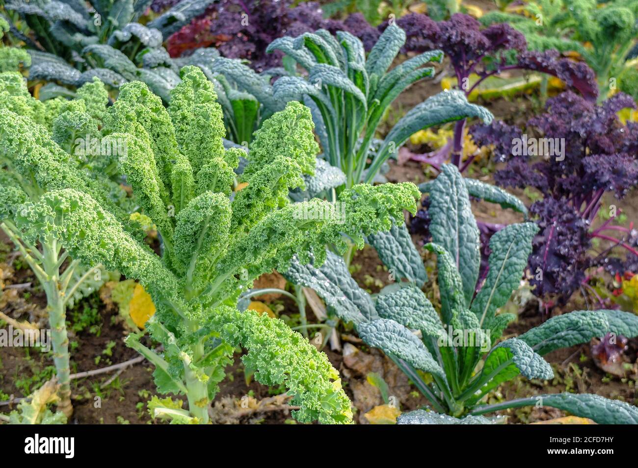 Kale (Brassica oleracea var Sabellica) avec du chou de palme et du chou frisé pourpre dans le lit d'automne Banque D'Images