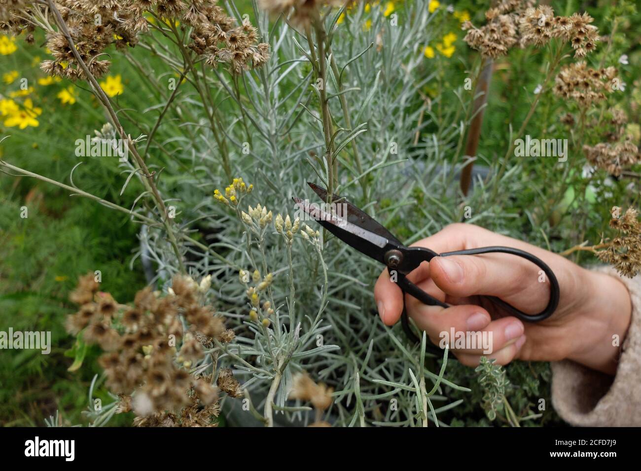 Couper l'herbe de curry (Helichrysum italicum) en automne, pratique de jardin Banque D'Images