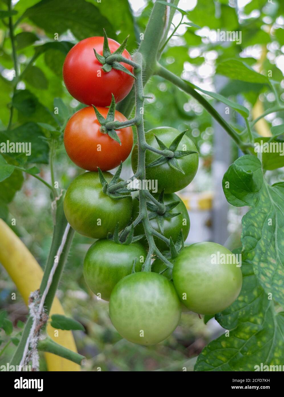 Les tomates en treillis mûrissent dans la serre Banque D'Images
