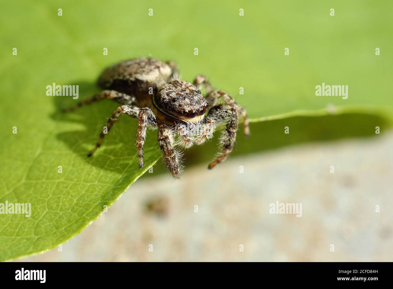 Araignée zébrée (Salticus scenicus) sur une feuille, Rhénanie-du-Nord-Westphalie, Allemagne Banque D'Images