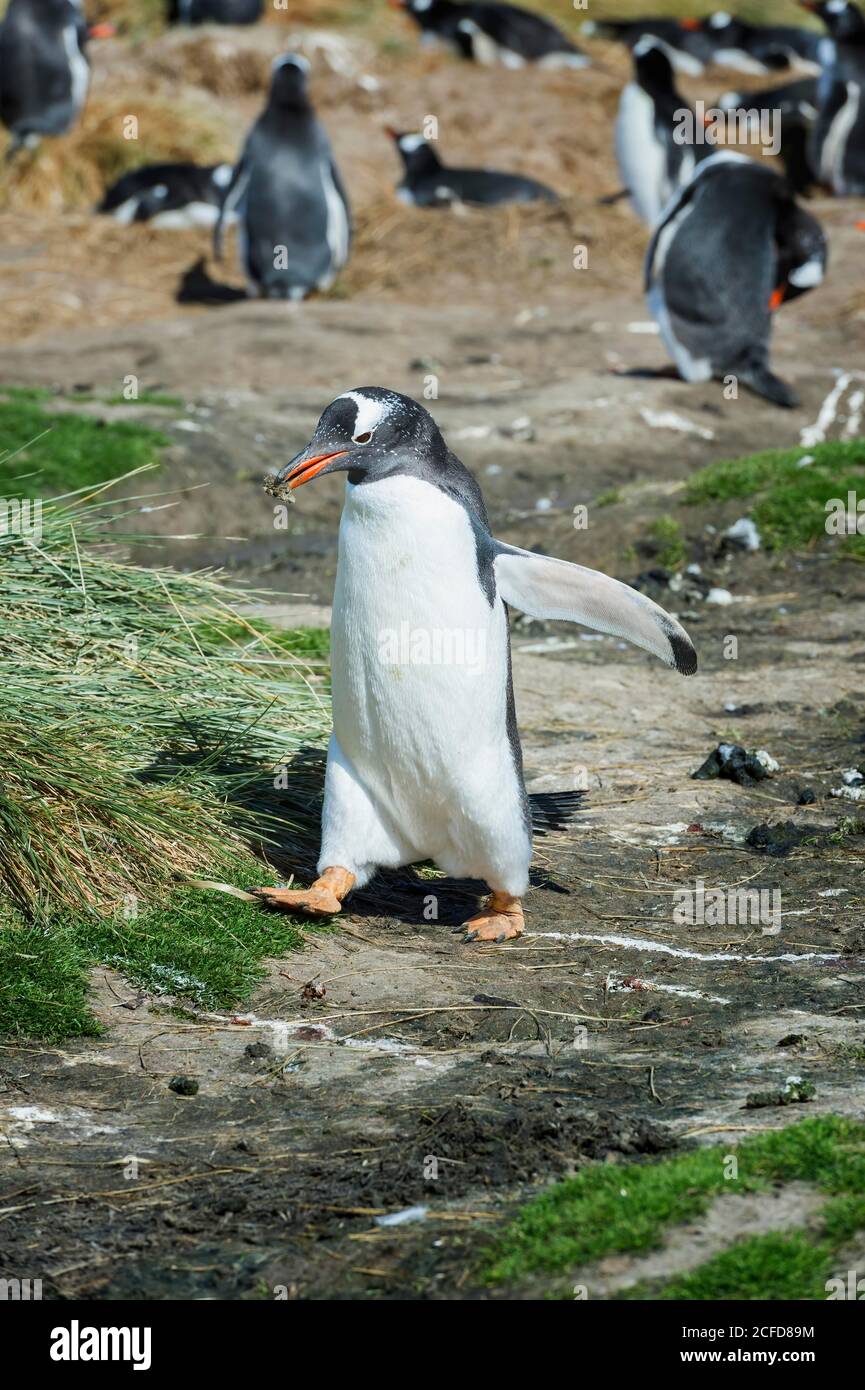 Manchot Gentoo (Pygoscelis papouasie) transportant du matériel de nidification, grave Cove, West Falkland Island, Falkland Islands, territoire britannique d'outre-mer Banque D'Images