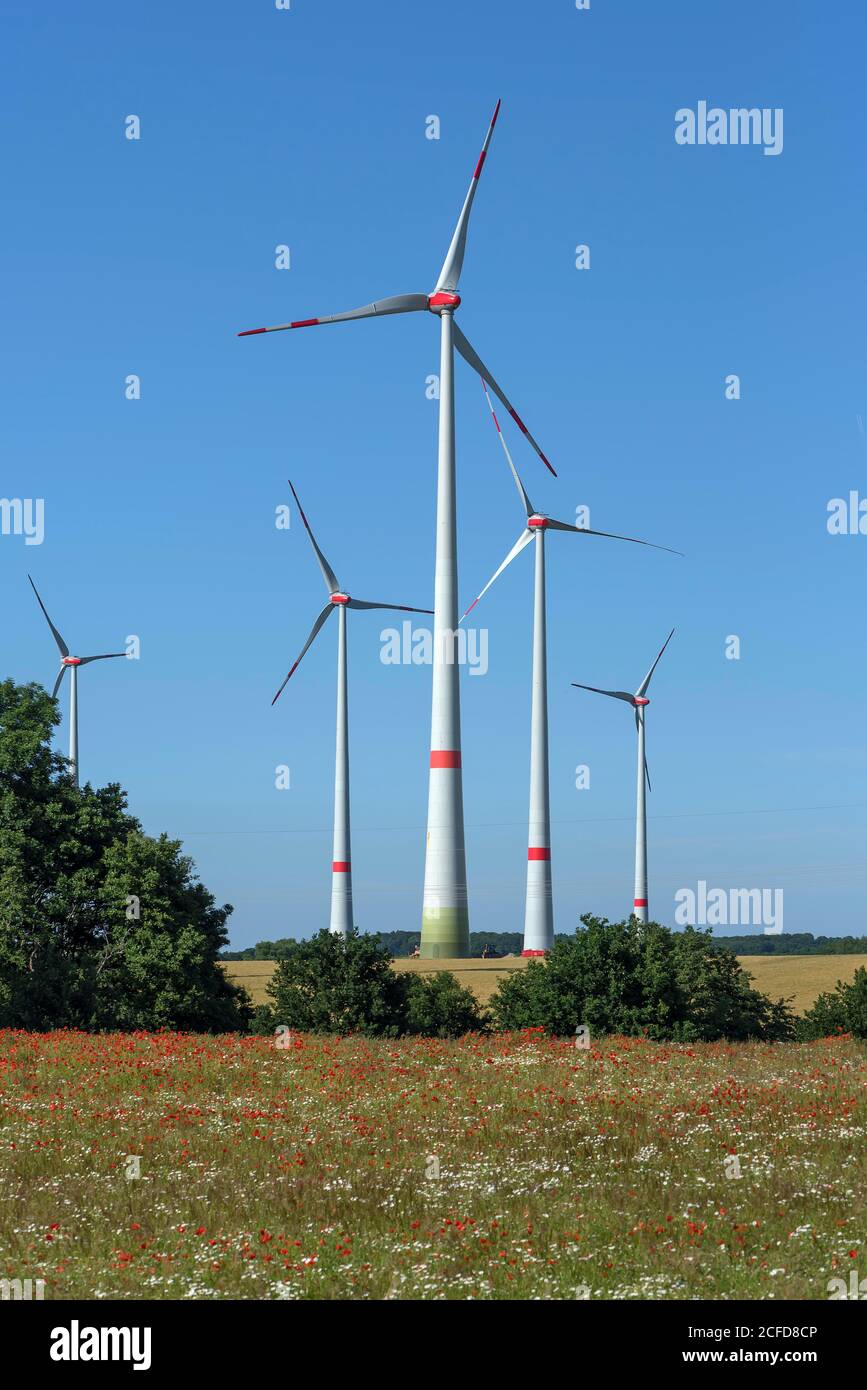 Éoliennes dans un pré de fleurs, Schoenberg, Mecklembourg-Poméranie occidentale, Allemagne Banque D'Images