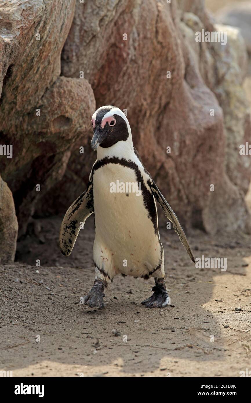 Manchot africain (Spheniscus demersus), adulte, courant, sur la plage, Betty's Bay, réserve naturelle de Stony point, Western Cape, Afrique du Sud Banque D'Images