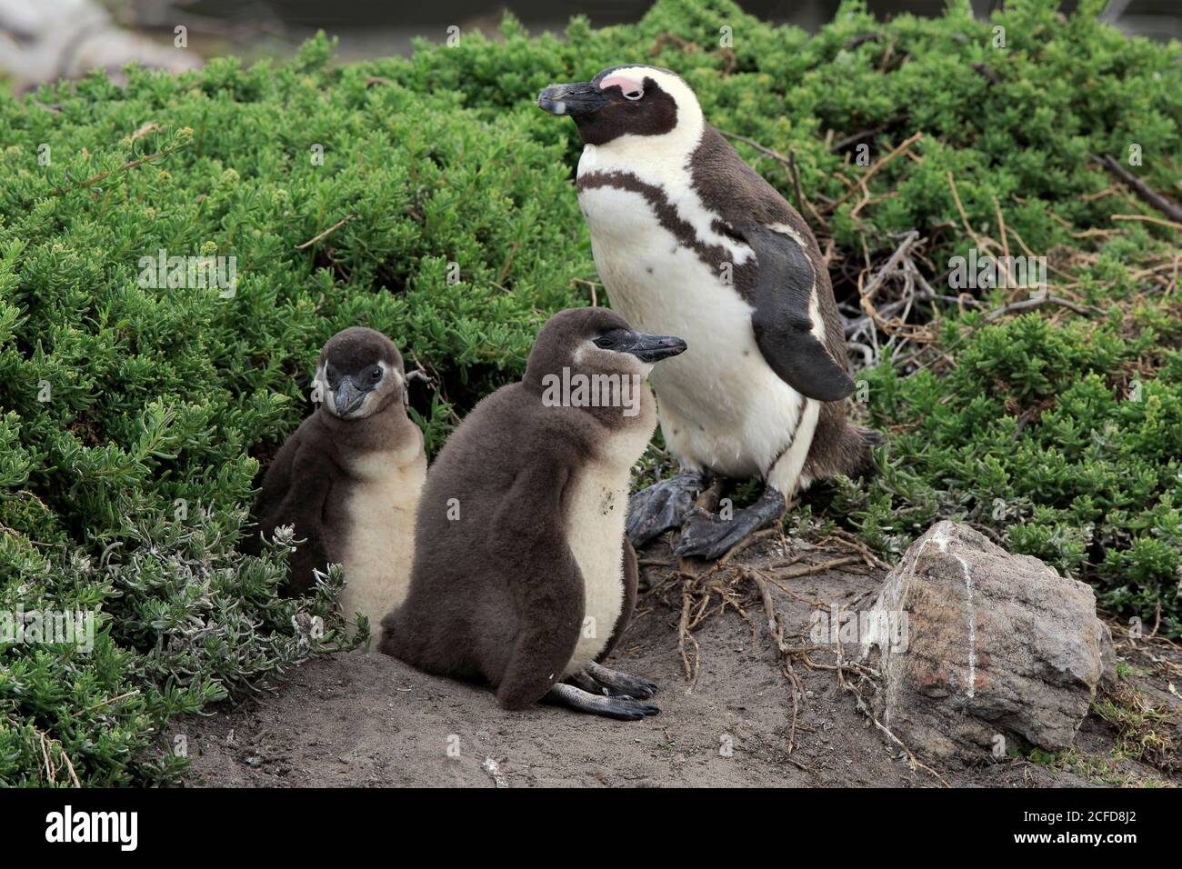 Manchot africain (Spheniscus demersus), adulte, deux chatons, frères et sœurs, sur terre, trois animaux, Betty's Bay, réserve naturelle de Stony point, Western Cape Banque D'Images