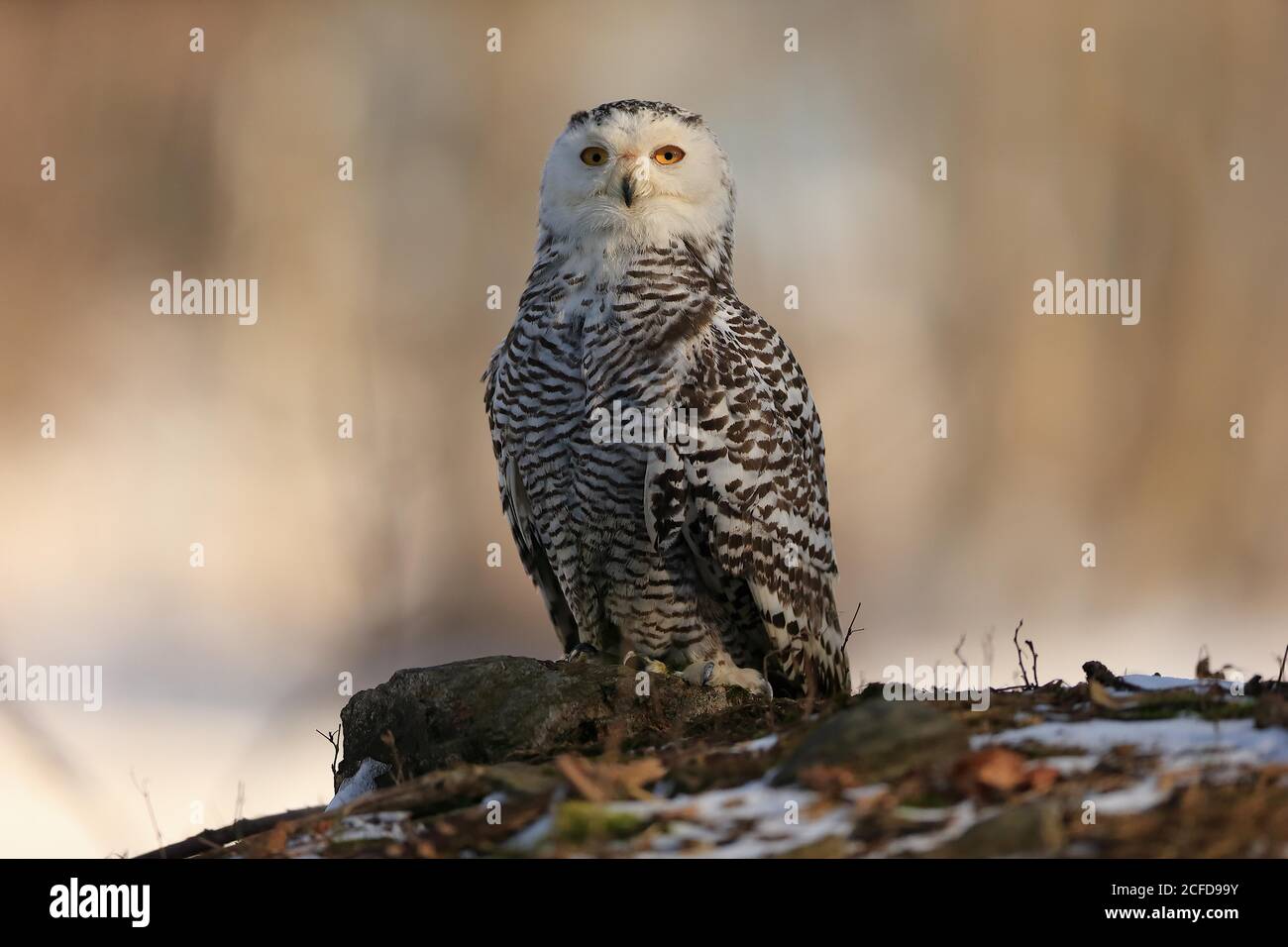 Hibou des neiges (Nyctea scandiaca), adulte, alerte, sur le tronc des arbres, en hiver, Forêt de Bohême, République tchèque Banque D'Images