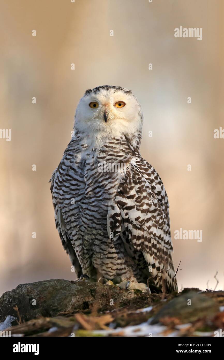 Hibou des neiges (Nyctea scandiaca), adulte, alerte, sur le tronc des arbres, en hiver, Forêt de Bohême, République tchèque Banque D'Images