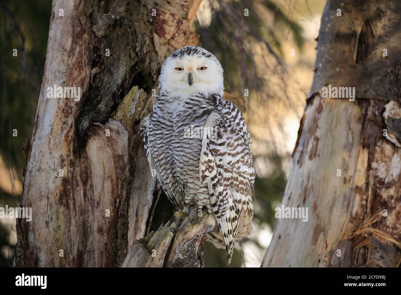 Hibou des neiges (Nyctea scandiaca), adulte, alerte, sur le tronc des arbres, en hiver, Forêt de Bohême, République tchèque Banque D'Images