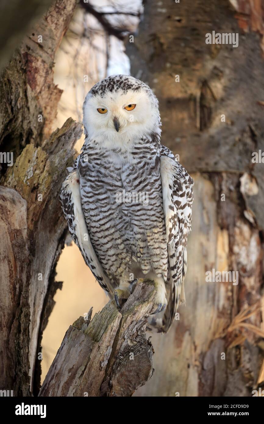 Hibou des neiges (Nyctea scandiaca), adulte, alerte, sur le tronc des arbres, en hiver, Forêt de Bohême, République tchèque Banque D'Images