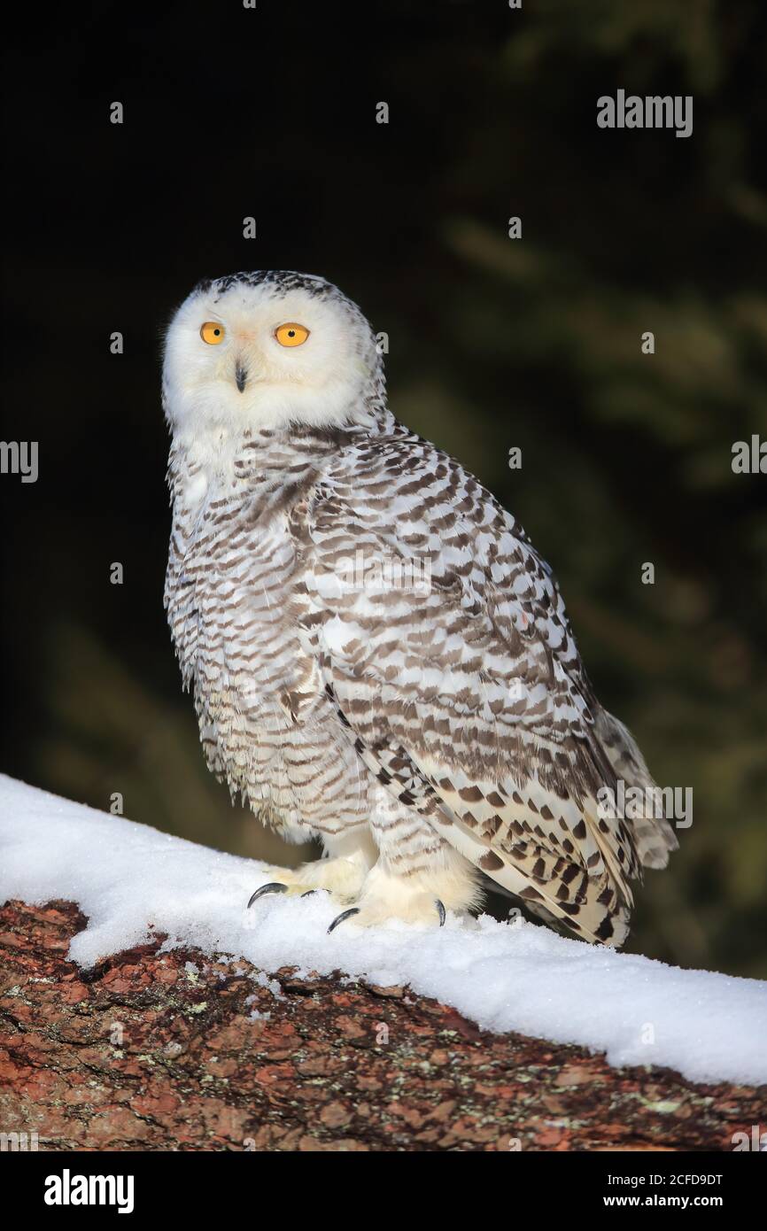 Hibou des neiges (Nyctea scandiaca), adulte, alerte, sur le tronc des arbres, en hiver, neige, Forêt de Bohême, République tchèque Banque D'Images