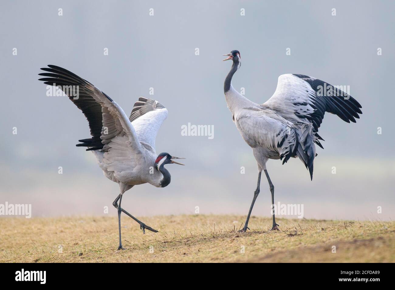 Grues dansantes (Grus Grus) pendant la cour au printemps, danse des grues, Vaestergoetland, Suède Banque D'Images