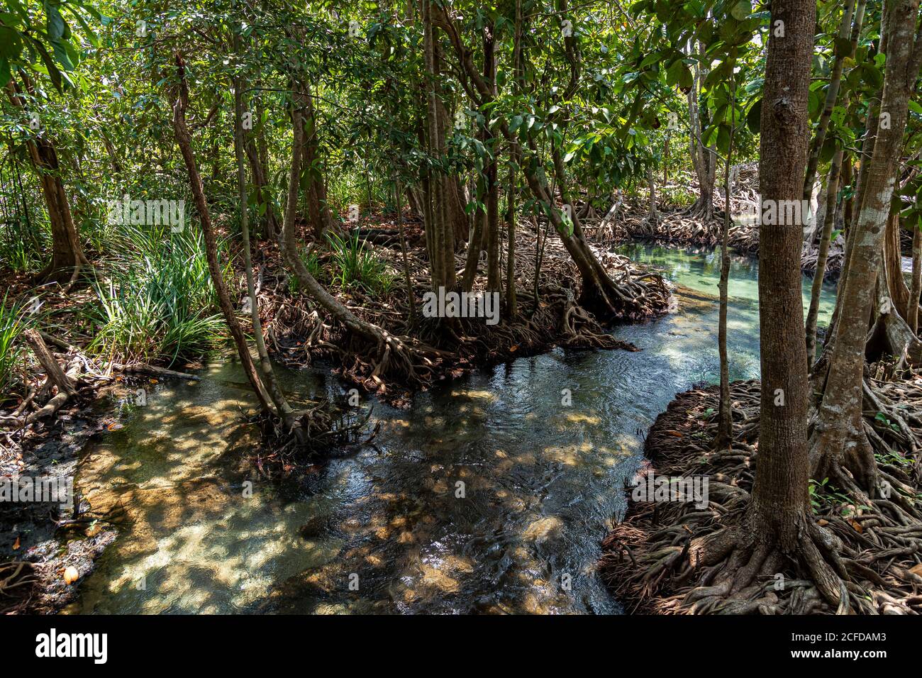 Sources de THA Pom Klong Song Nam. Région de Krabi, Thaïlande Banque D'Images