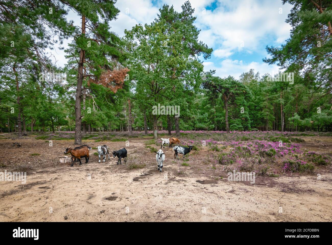 Chèvres marchant dans une forêt belge avec des plantes de bruyère pourpres. Banque D'Images