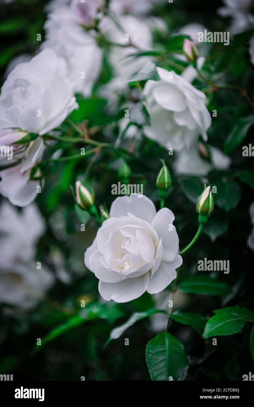 Gros plan roses blanches Banque D'Images