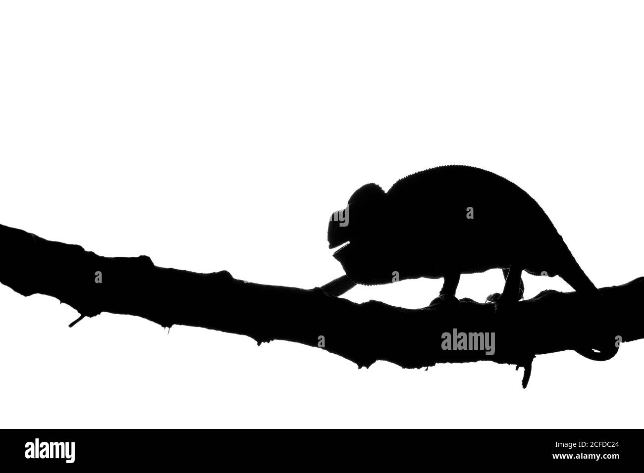 Chameleon assis sur la branche Banque D'Images