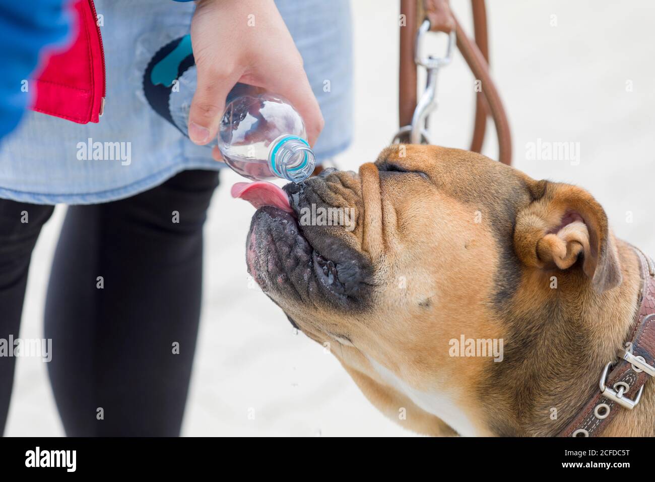 Femme, détail, bouteille d'eau, chien, boire, Banque D'Images