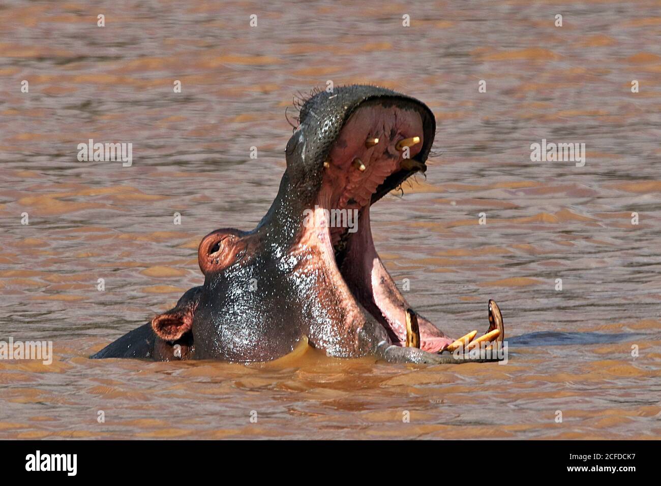 Un hippopotame commun (Hippopotamus amphibius) qui se joue dans un trou d'eau boueux à la réserve de gibier d'Erindi, en Namibie Banque D'Images