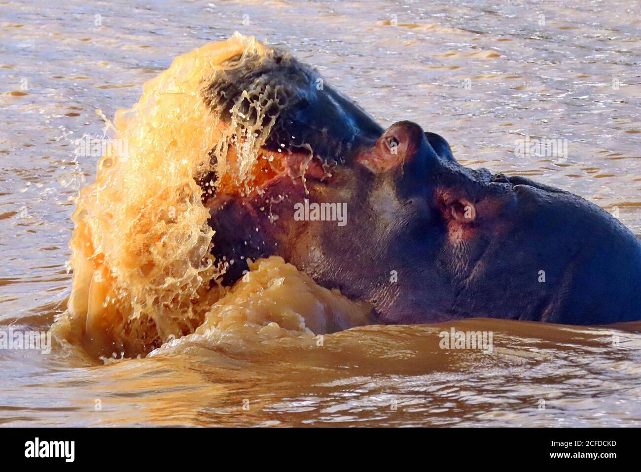 Un hippopotame commun (Hippopotamus amphibius) qui se joue dans un trou d'eau boueux à la réserve de gibier d'Erindi, en Namibie Banque D'Images