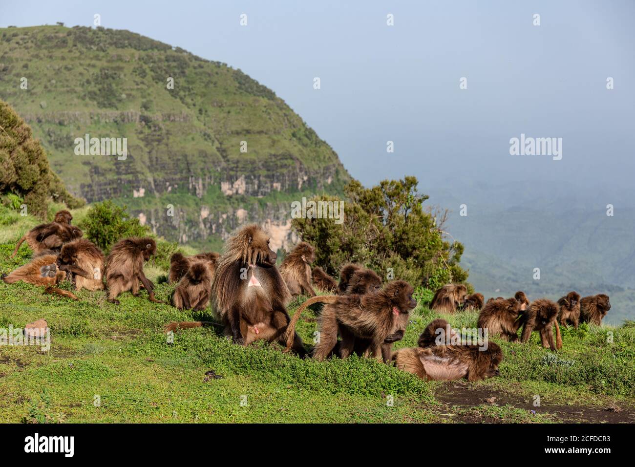 Groupe de singes gelada assis sur la pente de la prairie recouverte d'herbe verte en Éthiopie, en Afrique Banque D'Images