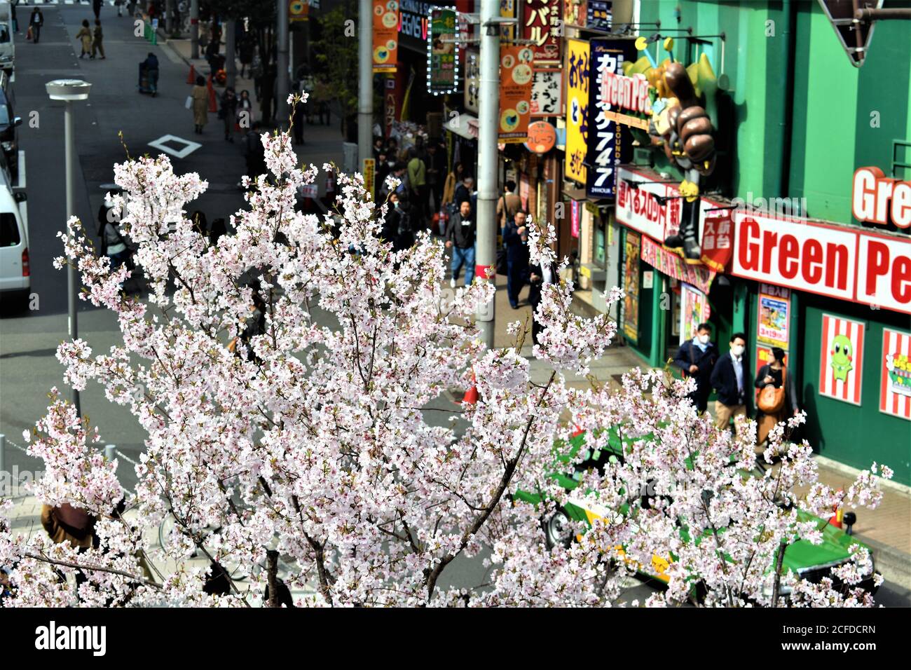Une scène de rue animée au Japon avec de belles fleurs roses En pleine floraison pendant la saison Sakura Banque D'Images