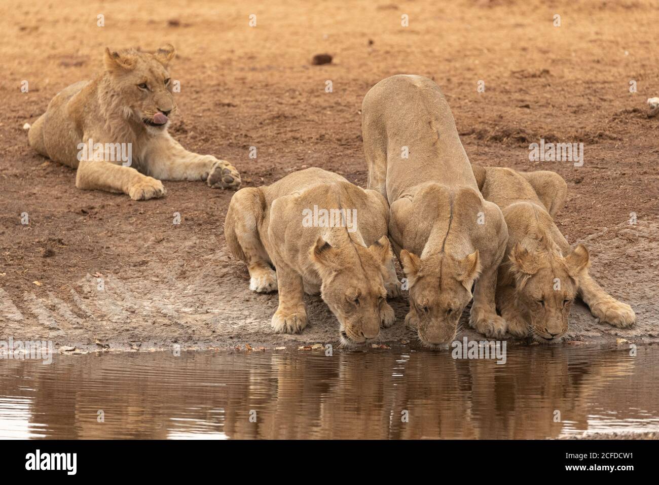 Groupe de lionesses sauvages eau potable de l'étang dans la savane À Savuti au Botswana Banque D'Images