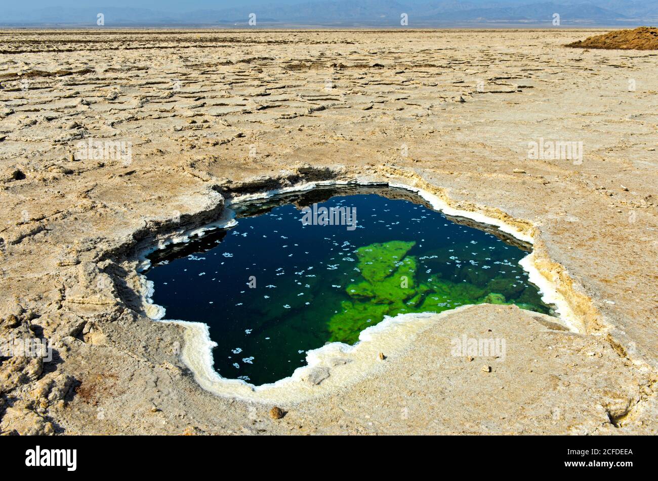 Trou d'eau avec cristaux de sel floqués dans la couverture de sel au-dessus du lac de sel d'Assale, également le lac Karum, dans le désert de sel de Danakil, Dallol Banque D'Images
