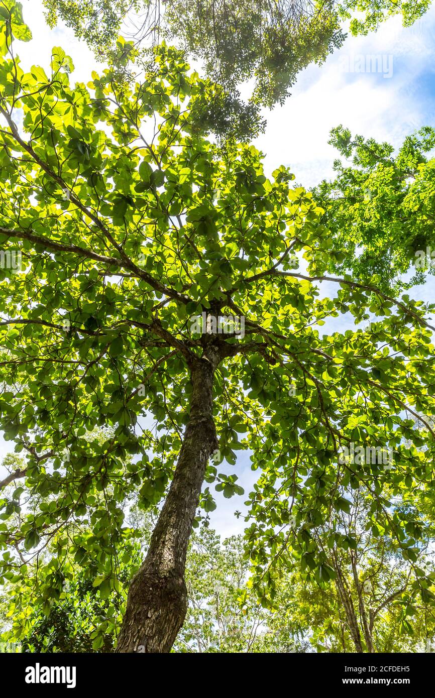 Katappenbaum, (Terminalia catappa), Parc national d'Ivoloina, rivière Ivoloina, Taomasina, Tamatave, Madagascar, Afrique, Océan Indien Banque D'Images