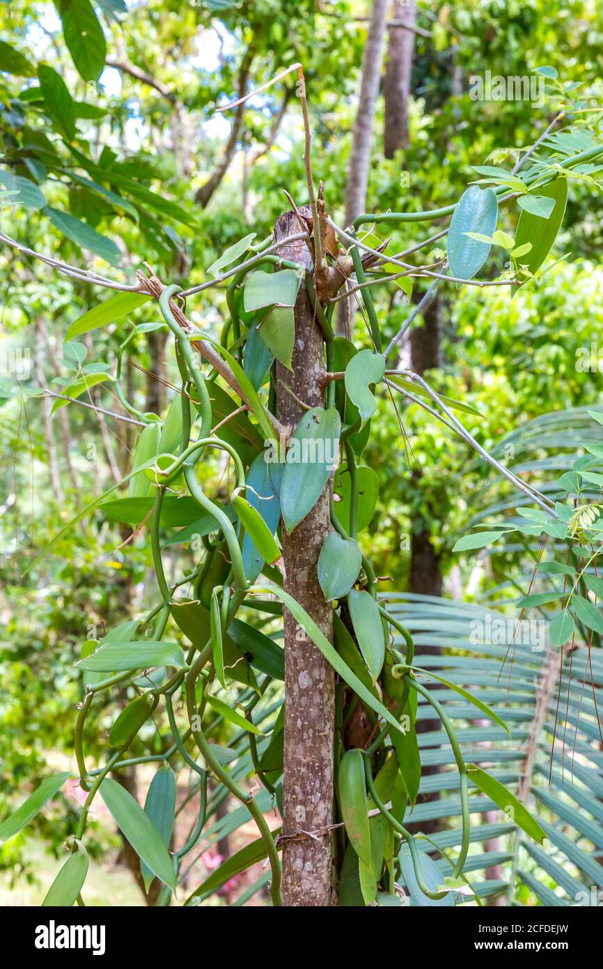 Vanille, vanille épicée, (vanille planifolia), Parc national d'Ivoloina, rivière Ivoloina, Taomasina, Tamatave, Madagascar, Afrique, Océan Indien Banque D'Images