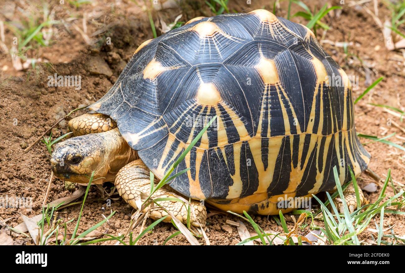 Tortue rayonnante, (Astrochelys radiata), Parc National Zoo d'Ivoloina, rivière Ivoloina, Taomasina, Tamatave, Madagascar, Afrique, Océan Indien Banque D'Images