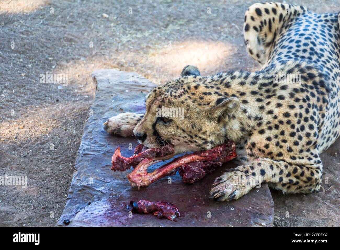 Alimentation de Cheetah au camp de repos de la forêt de Quivertree, Keetmanshoop, Namibie Banque D'Images Alimentation de Cheetah au camp de repos de la forêt de Quivertree, Keetmanshoop, Namibie Banque D'Images
